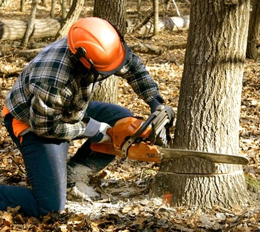 Tree Removal in Red Level, AL